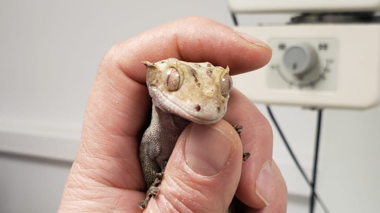 Gecko qui va passer une radiographie