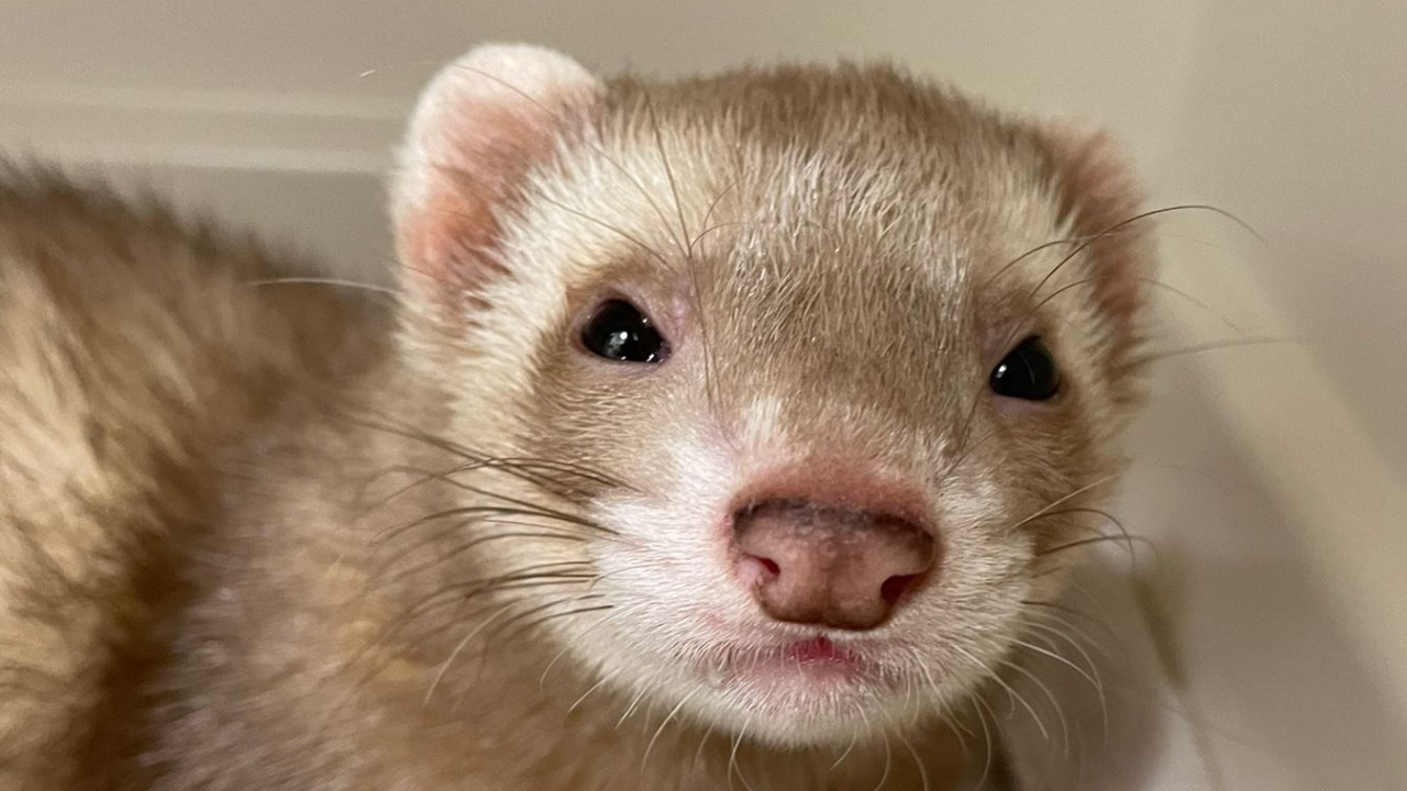 Furet