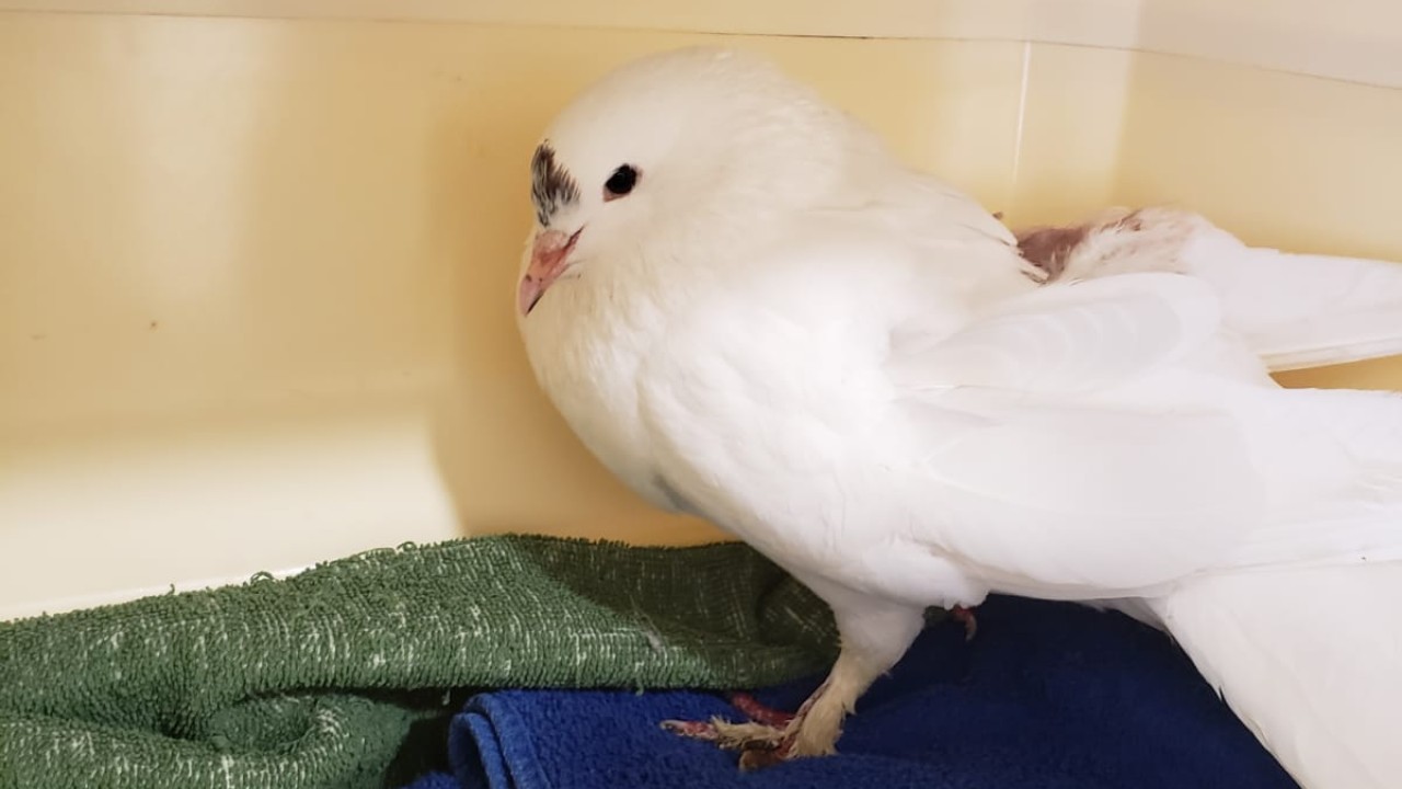 Notre Pablo durant son hospitalisation